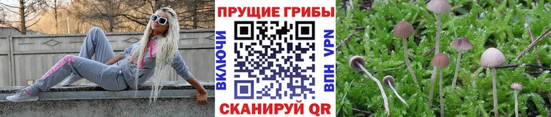 Псилоцибиновые грибы мухоморы Пересвет